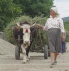 Moldvai csángó asszony